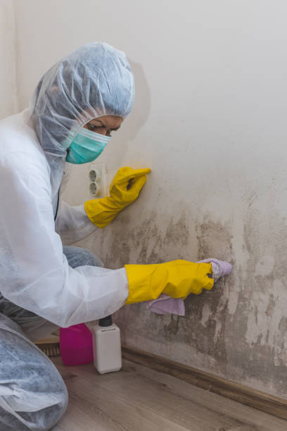 Best Forensic Mold Investigation  in High Bridge, WA