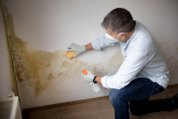 Best Asbestos and Lead Testing During Mold Inspection  in High Bridge, WA