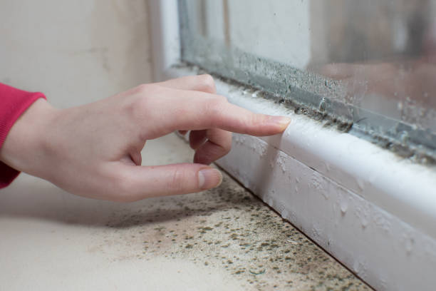 Best Mold Damage Restoration  in High Bridge, WA